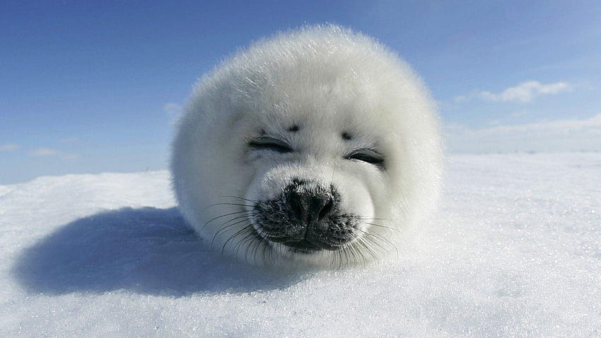 Baby seal, Funny Seal HD wallpaper