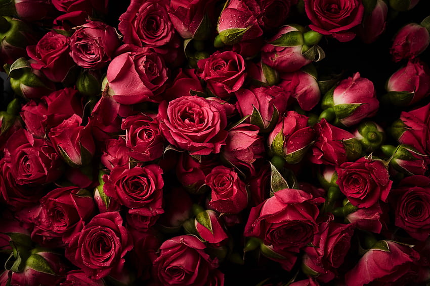 Mawar merah muda, kuncup, bunga Wallpaper HD