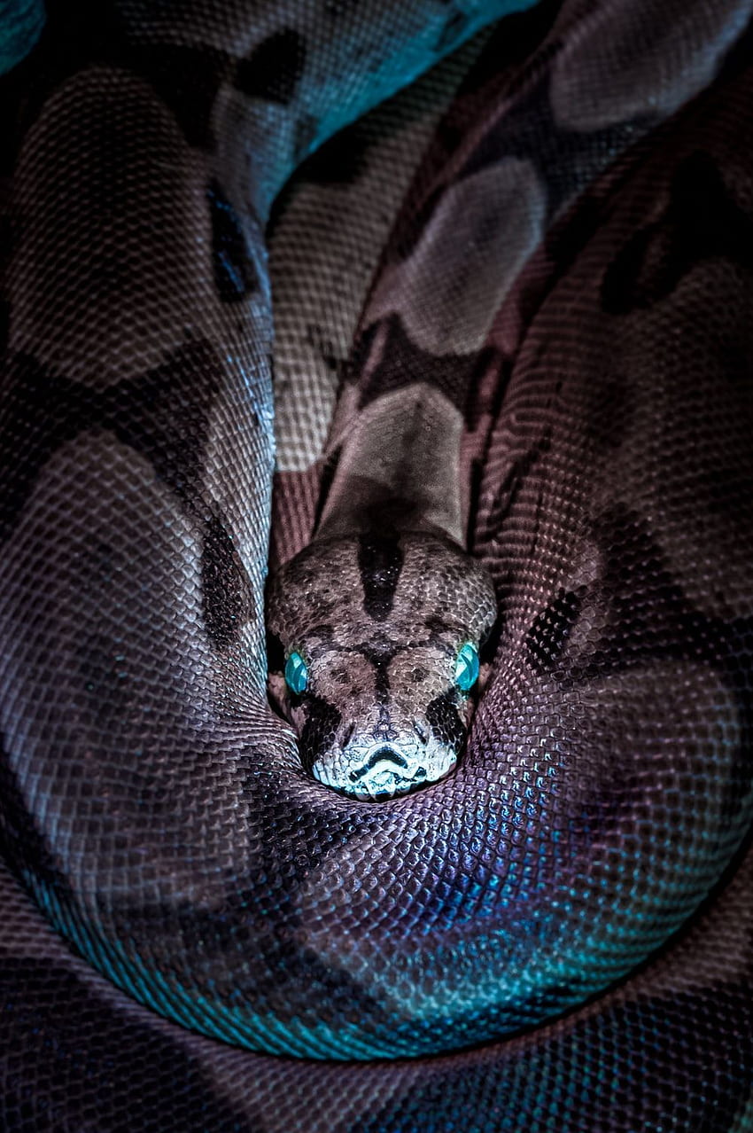 Anaconda, serpent anaconda Fond d'écran de téléphone HD