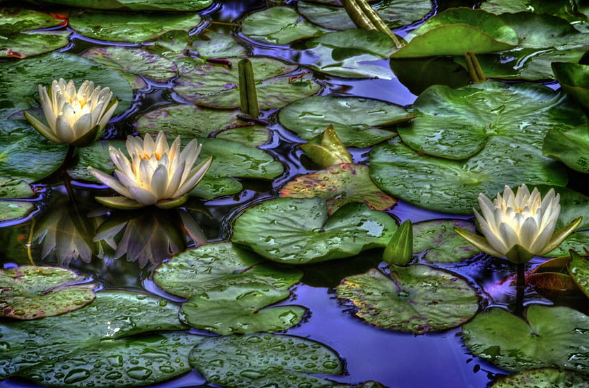 Blumen, Wasser, Blätter, Tropfen, Seerosen, Reflexion HD-Hintergrundbild