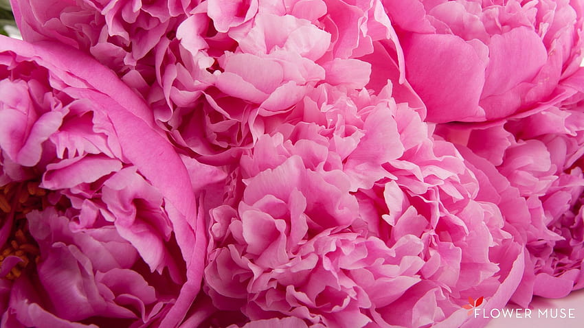 Peony Background. .wiki, Pink Peonies HD wallpaper | Pxfuel