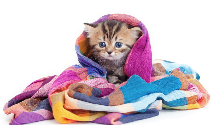 Sevimli, hayvan, kedi battaniyeye sarılmış HD duvar kağıdı