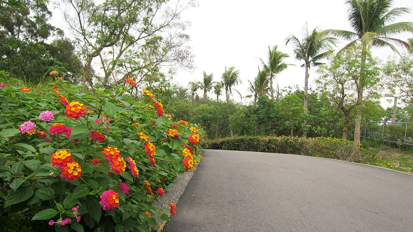 Lantana camara dans le jardin botanique, Lantana camara, route, verdure luxuriante, jardin botanique Fond d'écran HD