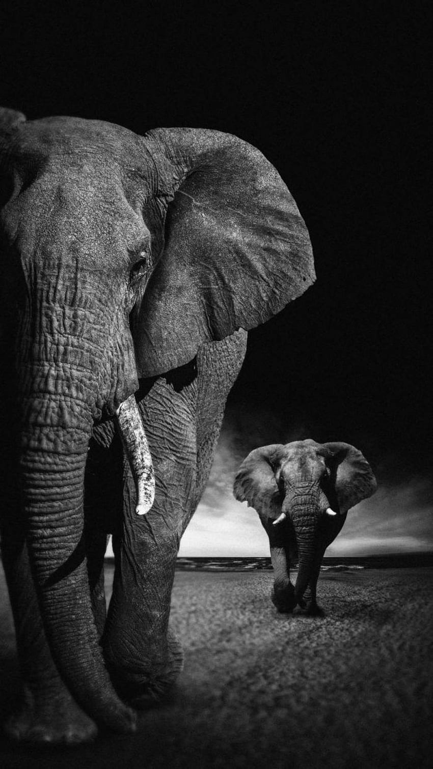 АрХ, Baby Elephant Dark HD phone wallpaper