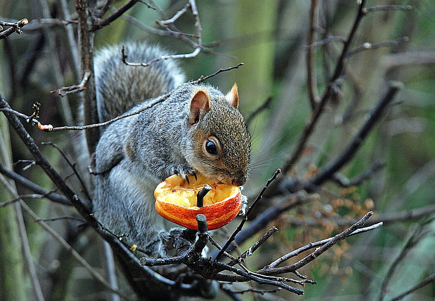 Tiere, Eichhörnchen, Lebensmittel, Holz, Baum, Äste, Grau HD-Hintergrundbild