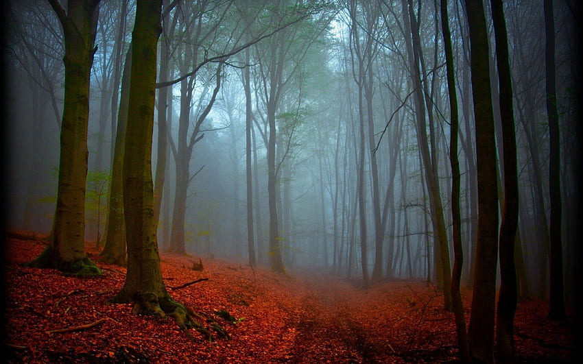 Red Forest, trunk, path, day, leaves, fog, red, trees, nature, sky, forest HD wallpaper