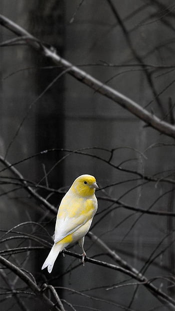 Canary  Yellow Bird Wallpaper Download  MobCup