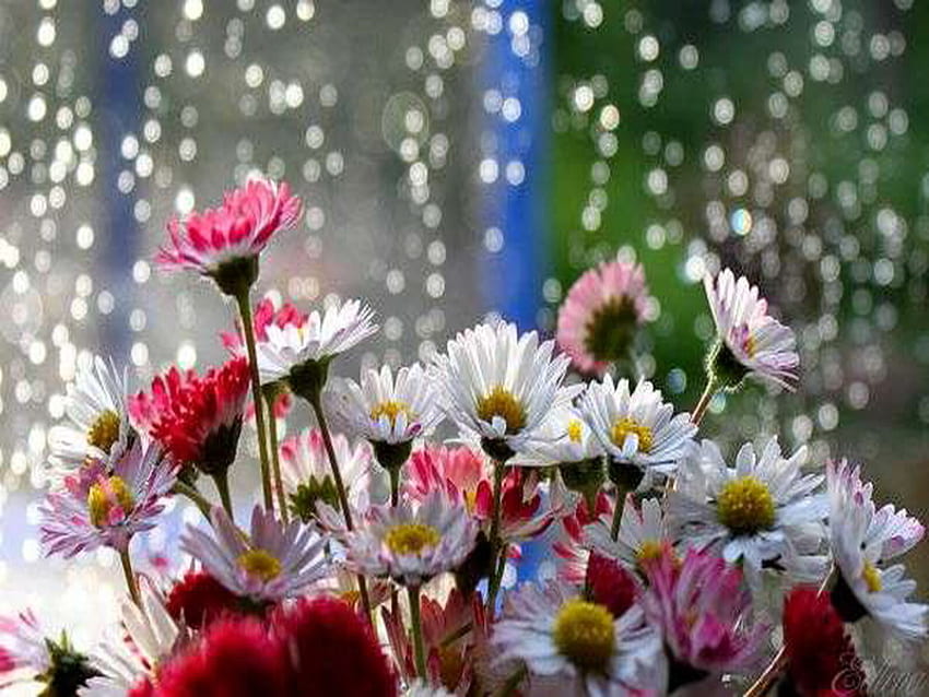 bunga aster, penuh warna, indah, ringan, segar Wallpaper HD