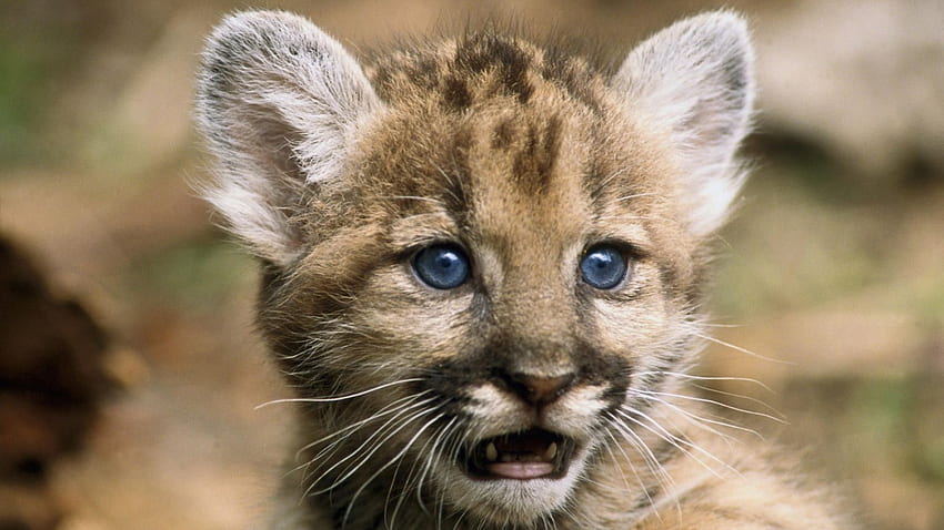 COUGAR BABY, สัตว์ป่า, ลูก, เสือภูเขา, ทารก, สัตว์เลี้ยงลูกด้วยนม, แมว วอลล์เปเปอร์ HD