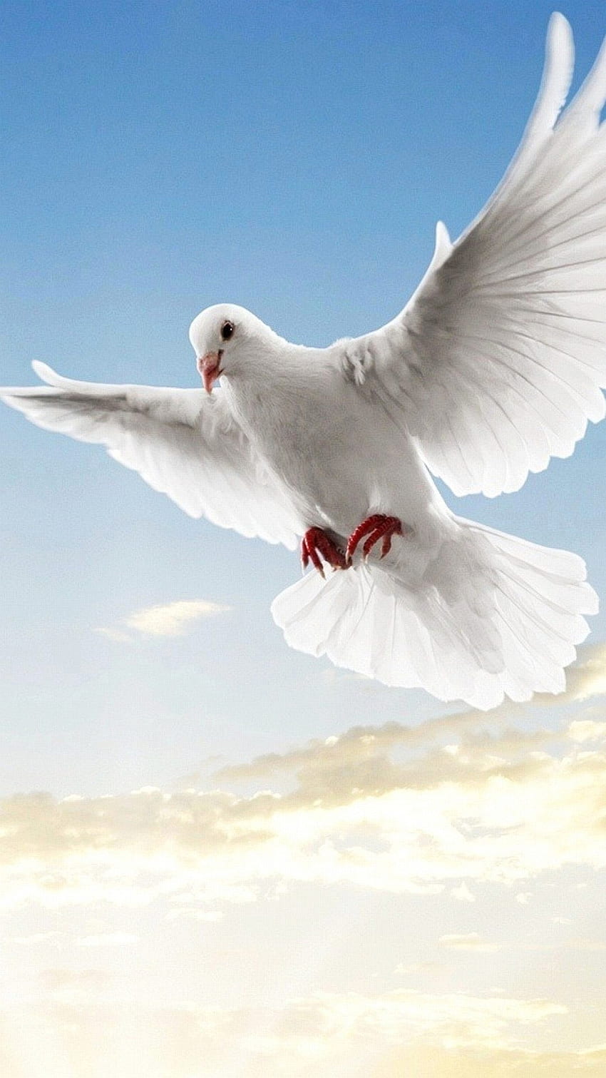 White Dove, Dove iPhone HD phone wallpaper