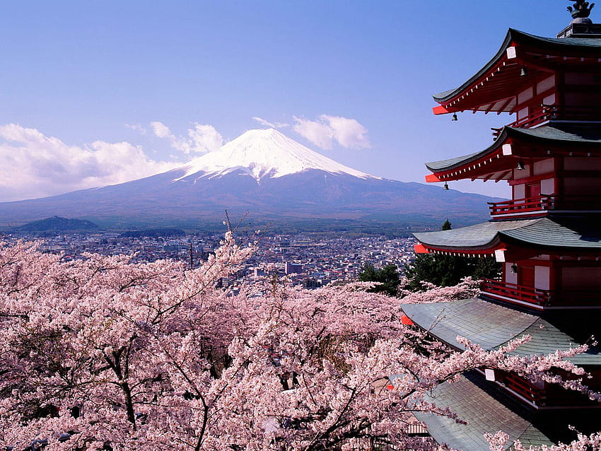 Monte Fuji e fundo, flor de cerejeira do Monte Fuji papel de parede HD
