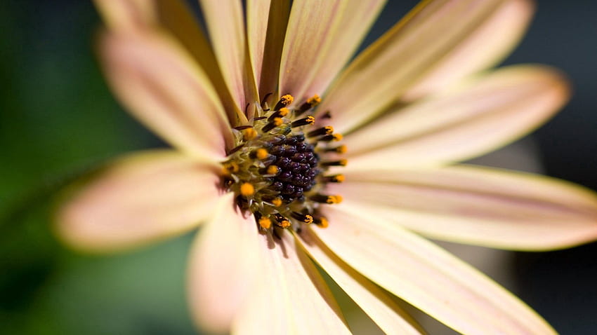 ดอกไม้ มาโคร แสง กลีบดอก สีอ่อน เกสร วอลล์เปเปอร์ HD