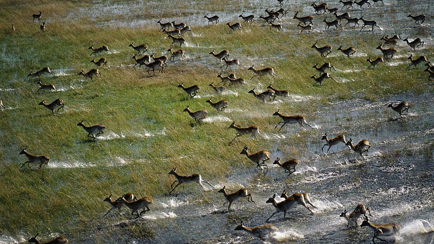 Animals: Red Lechwe Running Across The Floodplain, Okavango Delta, Botswana, des HD wallpaper