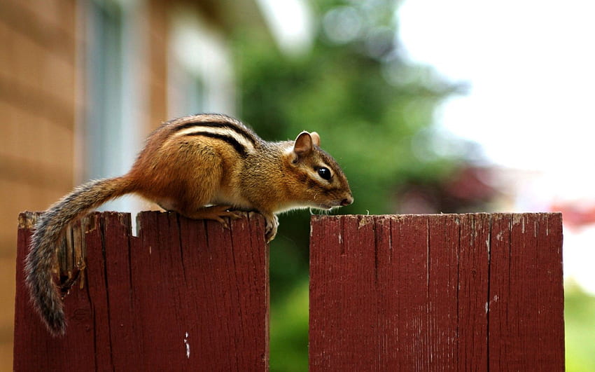 Animals, Sit, Fence, Animal, Chipmunk HD wallpaper