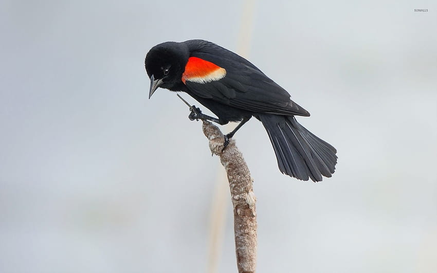 นกชนิดหนึ่งปีกแดงบนสัตว์ Cattail วอลล์เปเปอร์ HD