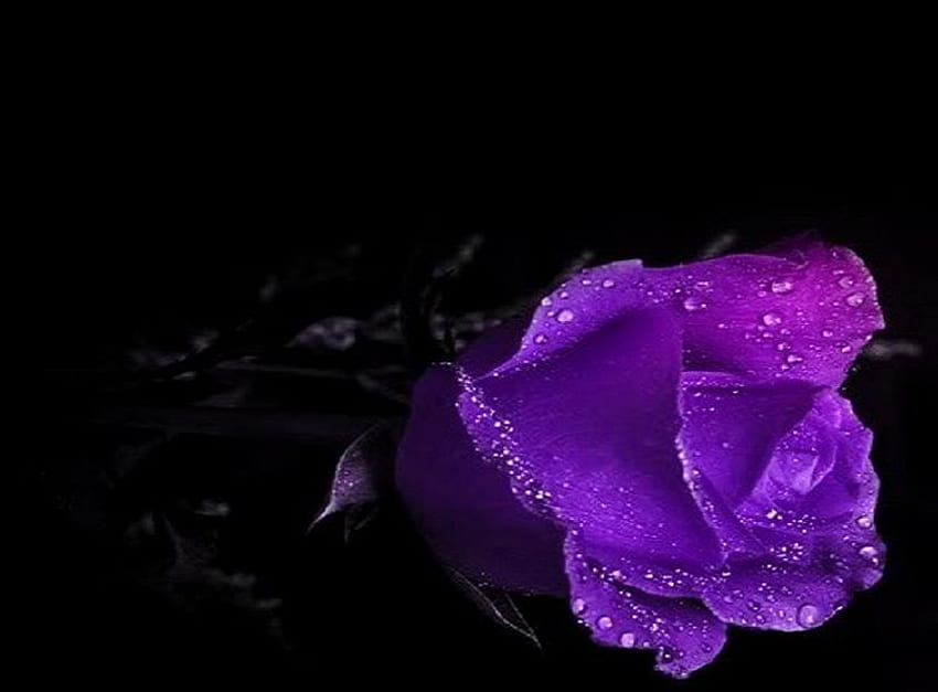 Ungu yang penuh gairah, mawar, ungu, tetesan embun, hitam, keindahan Wallpaper HD