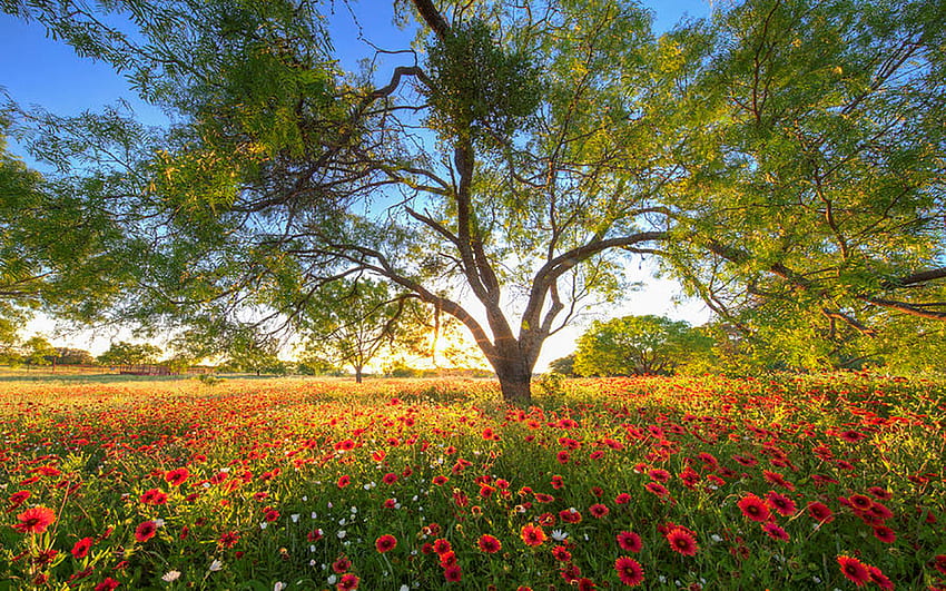 ヒルカントリーのテキサスワイルドフラワーイブニング、花、風景、花、日没、木 高画質の壁紙