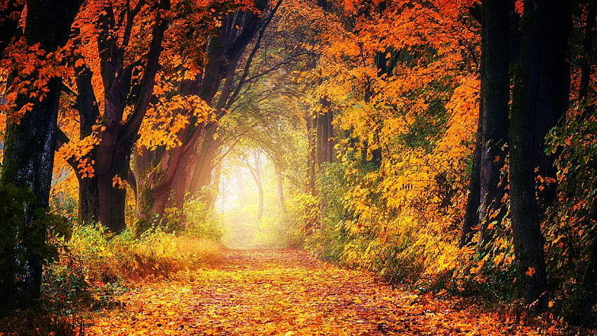 Path, Autumn, Fall, Trees, Forest, Cozy Fall HD wallpaper