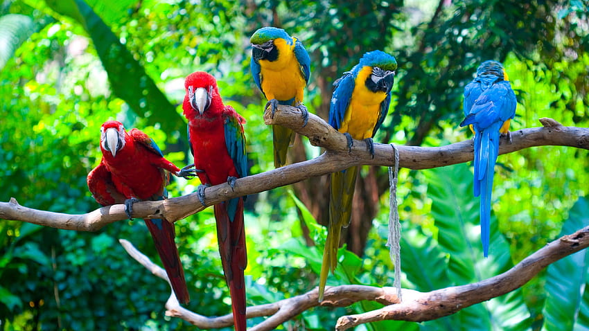 Birds Ara Colorful Parrot On Dry Branch From Tree Red Breast Blue Wings ...