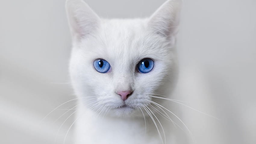 White cat blue eyes HD wallpaper