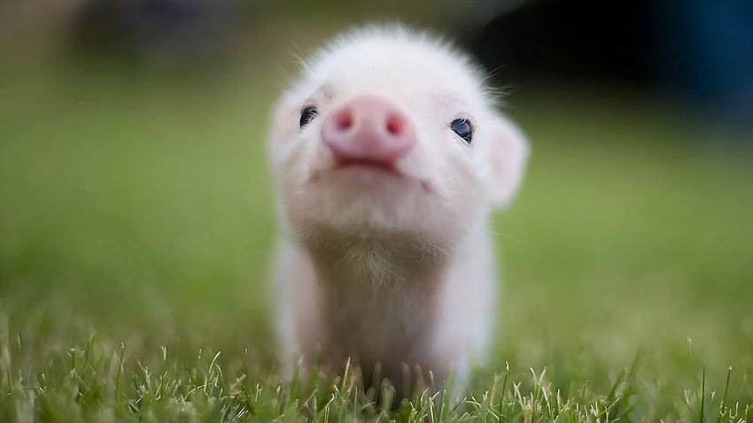 Baby Pig , Background, Cool Piggy HD wallpaper