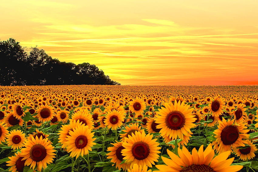 Ästhetische gelbe Blume. Sonnenblumenfelder, Sonnenblume, Feld, gelbe Blumen Ästhetik HD-Hintergrundbild