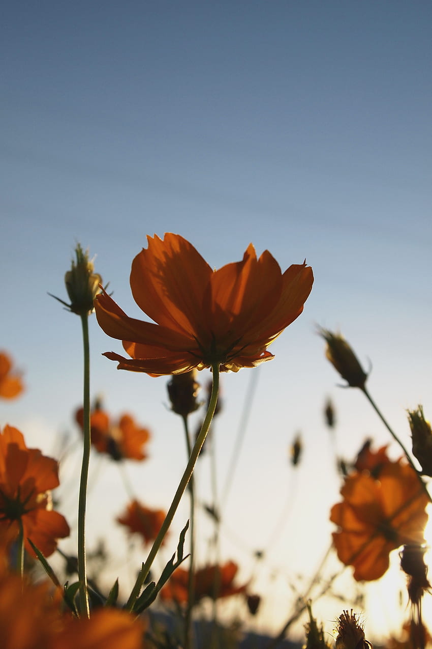 Blumen, Sommer, Pflanze, Wild, Blüten HD-Handy-Hintergrundbild