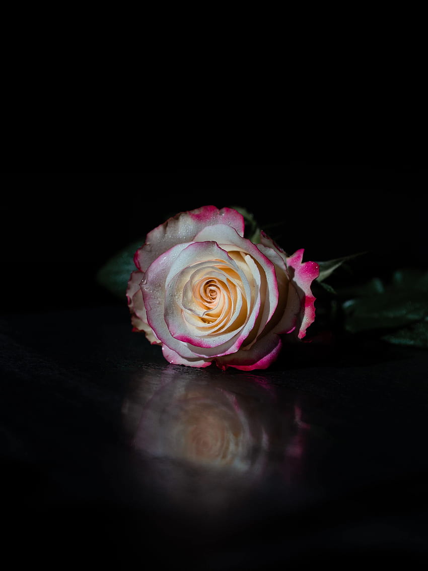 Flowers, Reflection, Flower, Rose Flower, Rose, Petals HD phone wallpaper