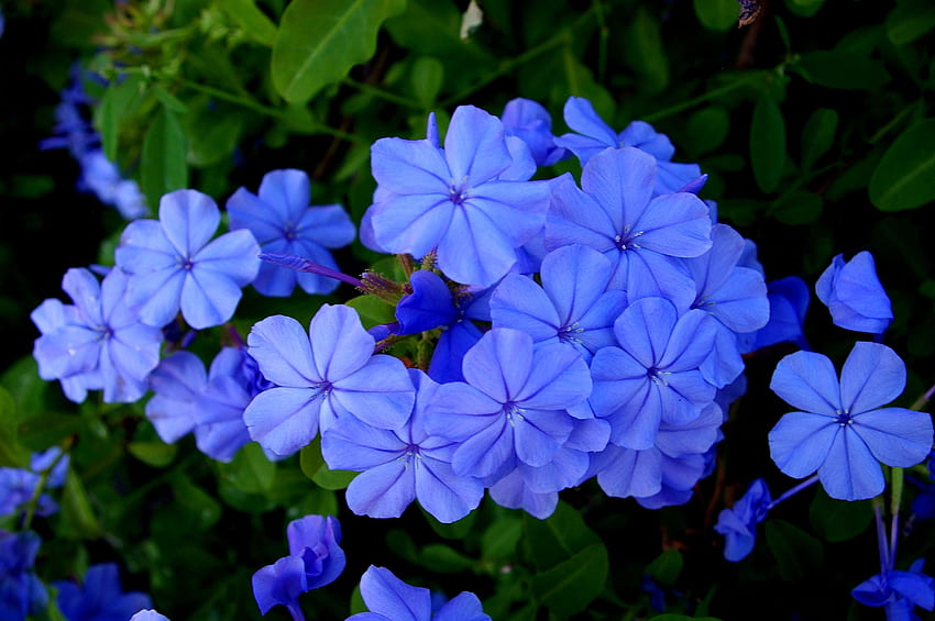 ดอกไม้สีฟ้าที่ดีที่สุดสำหรับสวนของคุณ การออกแบบภูมิทัศน์และการจัดสวนดอกไม้สีฟ้า วอลล์เปเปอร์ HD