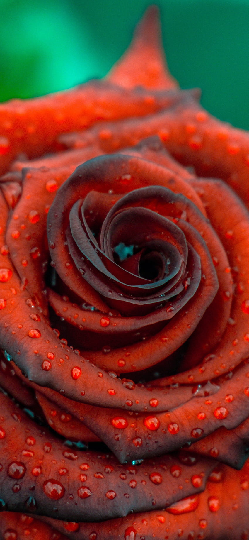 rose, close up, drops, blood red, iphone x , background, 9351, Bloody Flower HD phone wallpaper