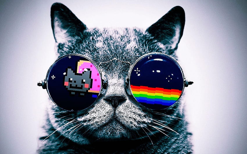 Galaxy Cat, increíble gato Galaxy fondo de pantalla