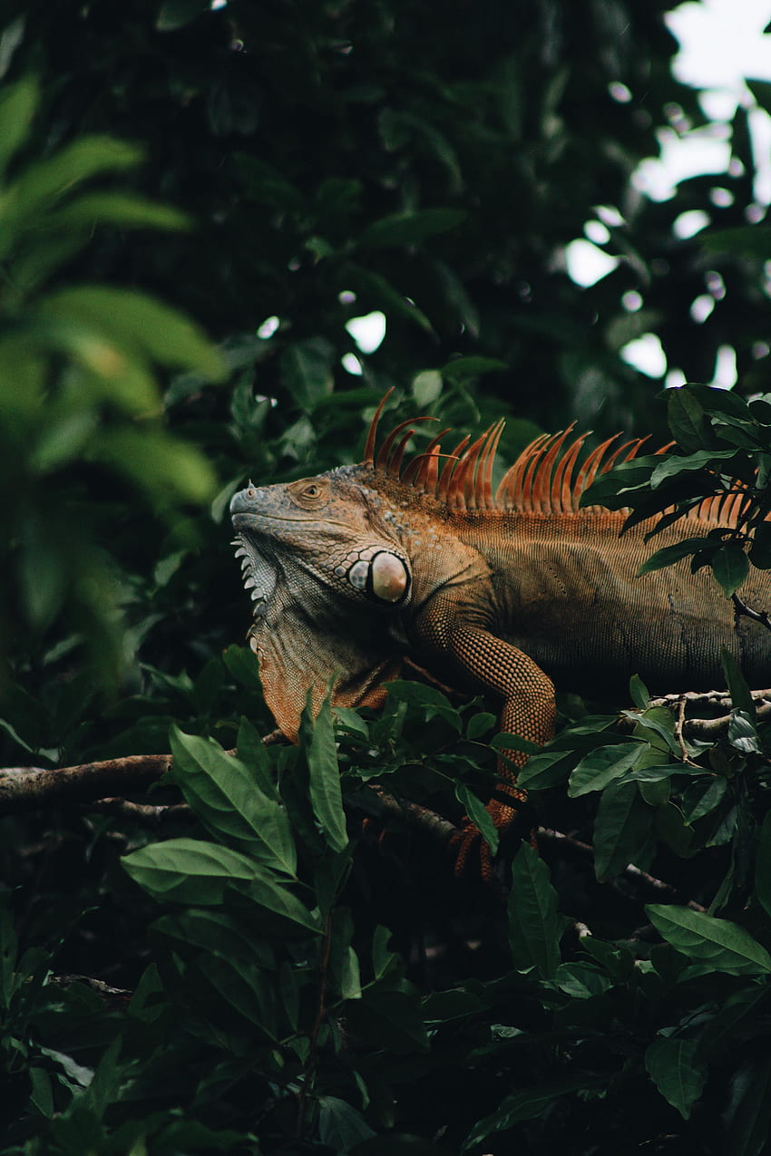 Animals, Leaves, Wood, Tree, Animal, Reptile, Iguana HD phone wallpaper