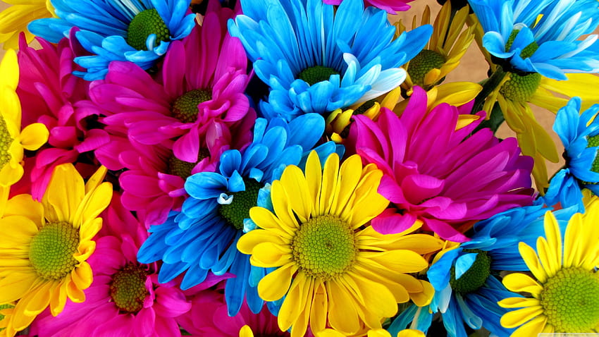Colorful - Colourful Daisies, Daisy HD wallpaper