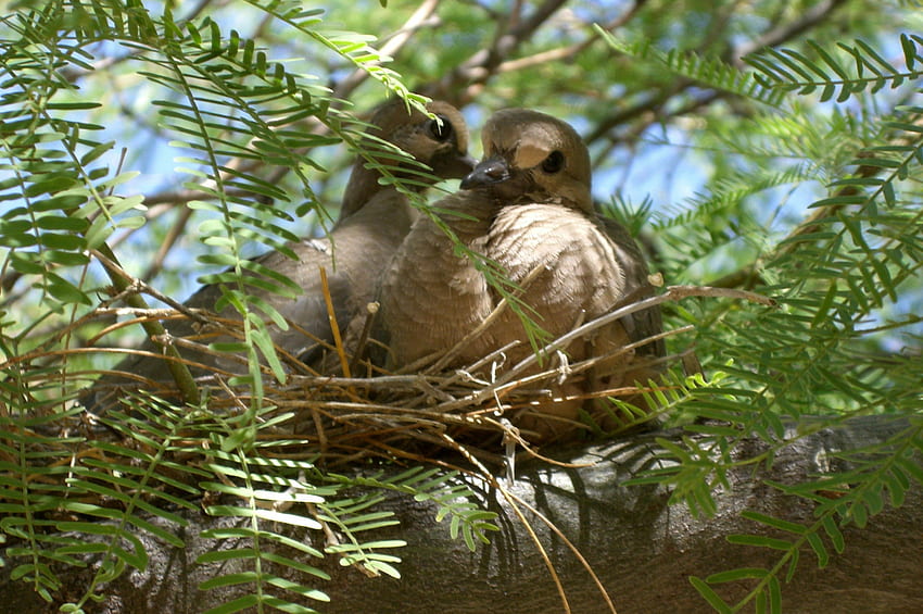 ลูกนกเขา ลูกนกเขา 2 ตัว ทำรัง ต้นไม้ วอลล์เปเปอร์ HD