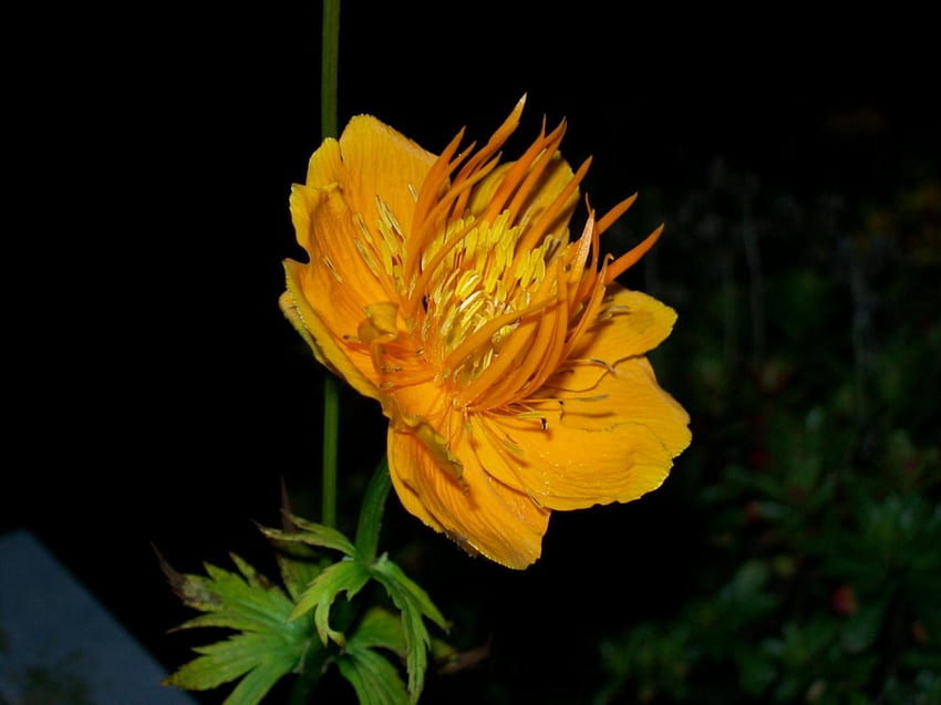 flor amarilla anaranjada, naranja, amarillo, flor fondo de pantalla
