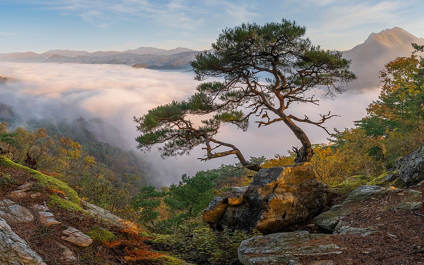 Morgennebel, Nebel, Morgen, Tal, Baum HD-Hintergrundbild