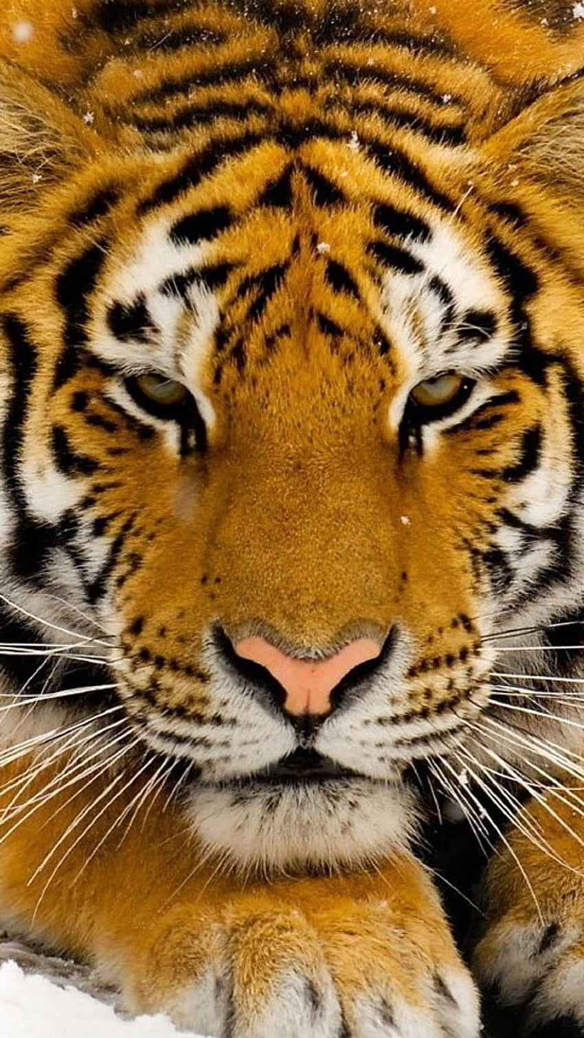 tiger face wallpaper hd