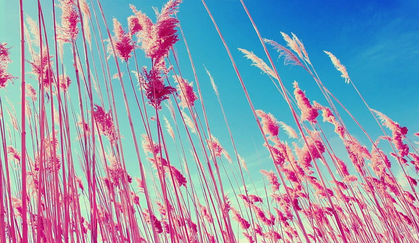 Landscape 2, flower, cute, sky, land, pinkish HD wallpaper