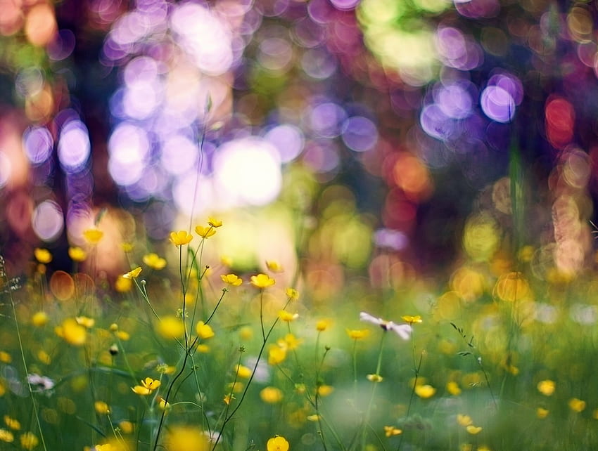 Bokeh, grass, spring, spring time, field, field of flowers, nature, yellow flowers, dlowers HD wallpaper