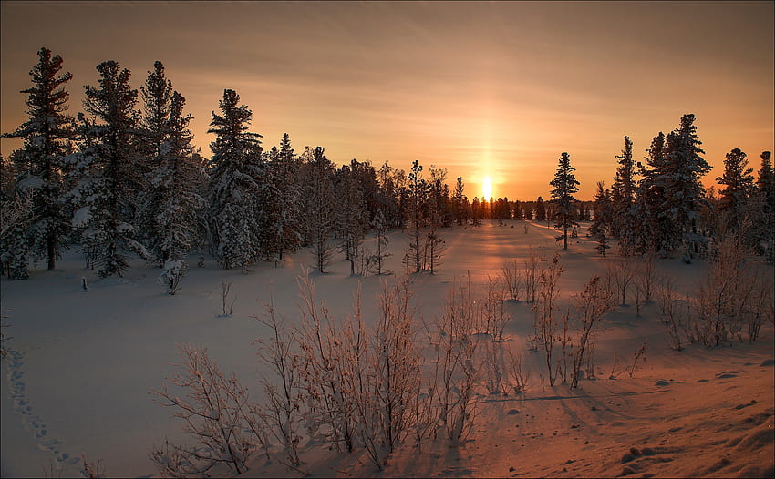 Alam, Musim Dingin, Matahari Terbenam, Rumput, Salju Wallpaper HD