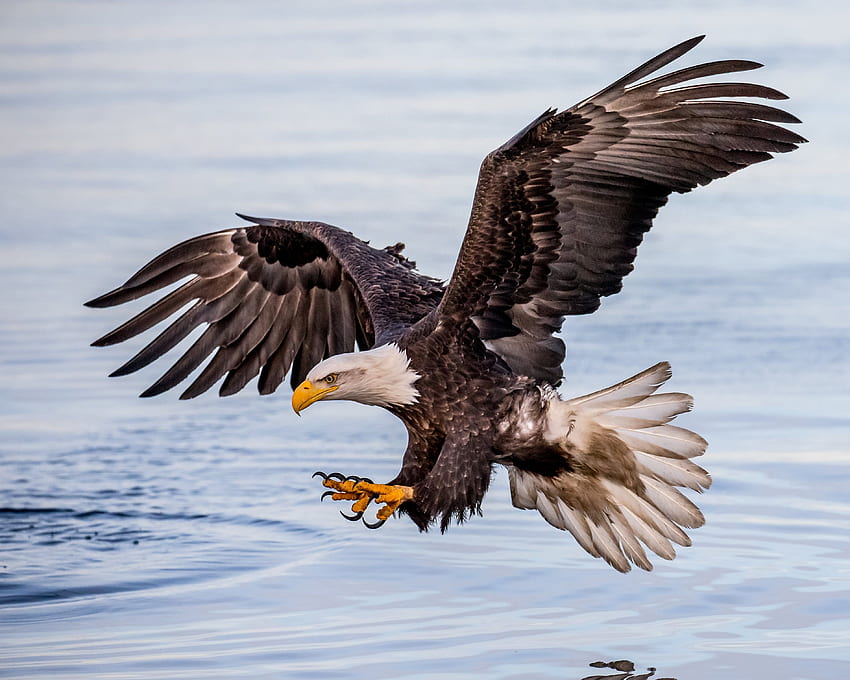 of flying white and brown eagle HD wallpaper