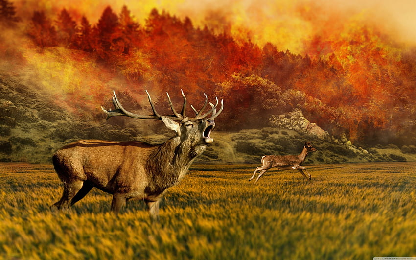 Panggilan Alam Liar ❤ untuk Ultra, Pemburu: Panggilan Alam Liar Wallpaper HD