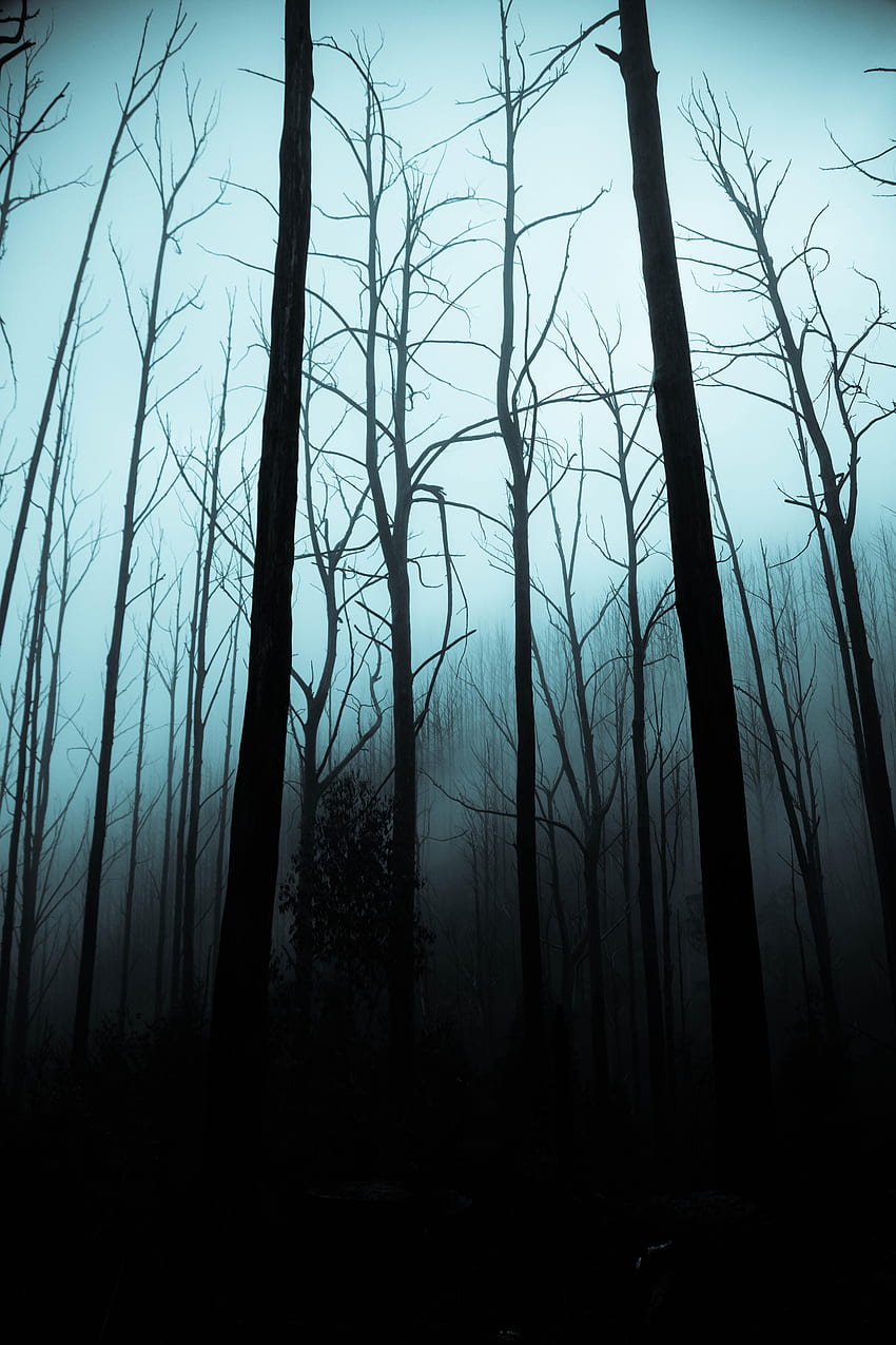 Trees, Night, Dark, Forest, Fog, Gloomy HD phone wallpaper