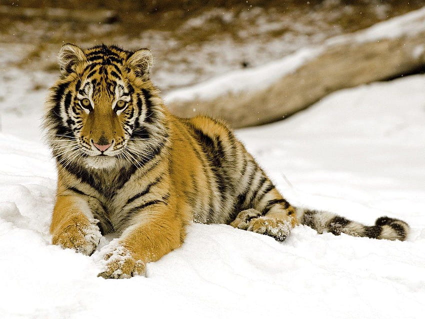 Malayan Tiger a HD wallpaper