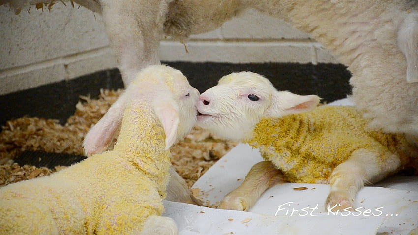 Petits pas: des agneaux jumeaux célèbrent les premiers pas de la vie à FarmSanctuary Fond d'écran HD