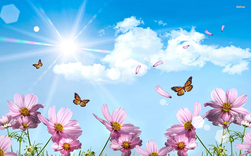 Spring Butterfly Outdoors HD wallpaper