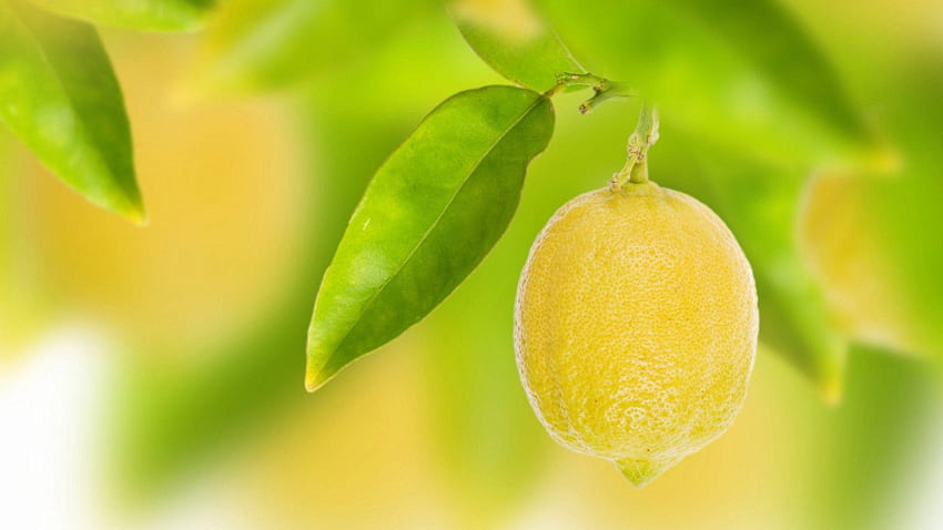Lemon Tree [] for your , Mobile & Tablet. Explore Lemon . Lemon Kitchen, The Gaming Lemon , Lemon Pattern, Green Lemon Aesthetic HD wallpaper