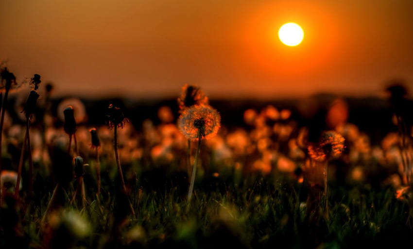 Matahari Terbenam Alam Lapangan Dandelion, Bunga Matahari Terbenam Wallpaper HD
