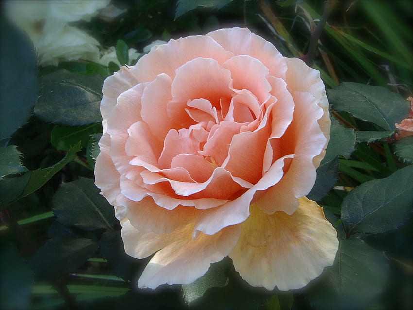Rose Apricot Just Joey, joey, albaricoque, primavera, florecer, solo, rosa, delicada, bonita, flor fondo de pantalla