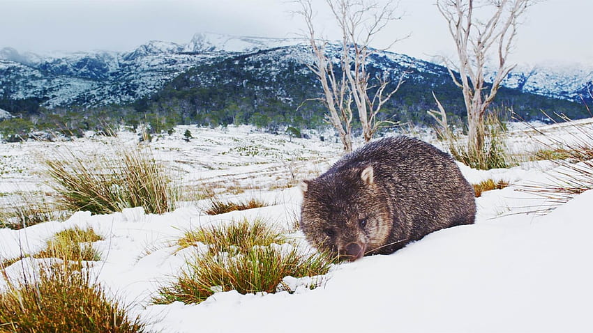 Common wombat foraging in Cradle Mountain Lake St Clair National Park [] for your , Mobile & Tablet. Explore Bing Mountain . Bing , Windows HD wallpaper